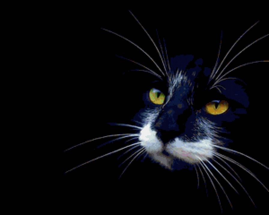 взгляд - кошки - предпросмотр