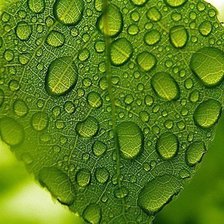 Схема вышивки «листочек»