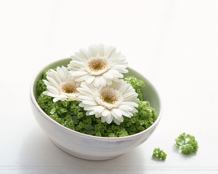 Герберы в блюдце - цветы - оригинал