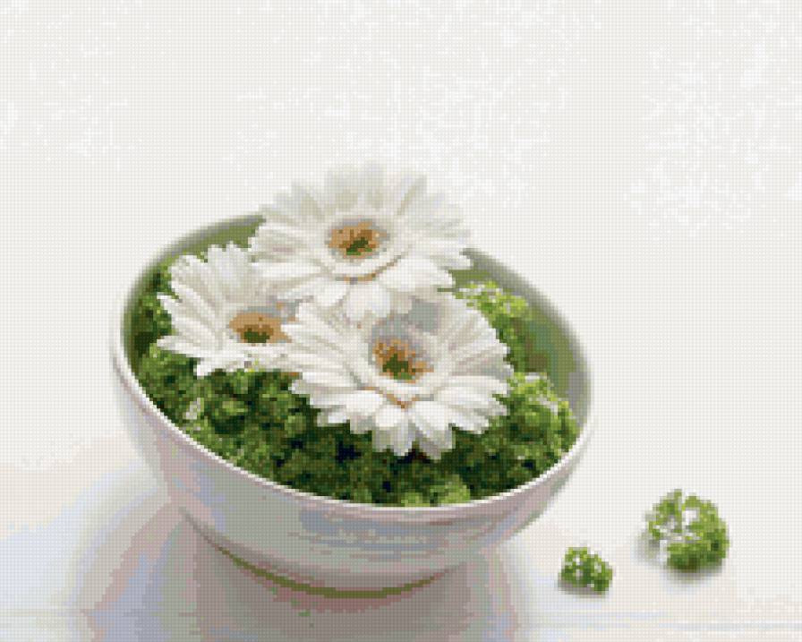 Герберы в блюдце - цветы - предпросмотр