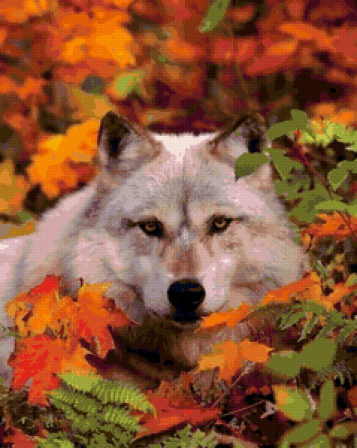 Волк - предпросмотр