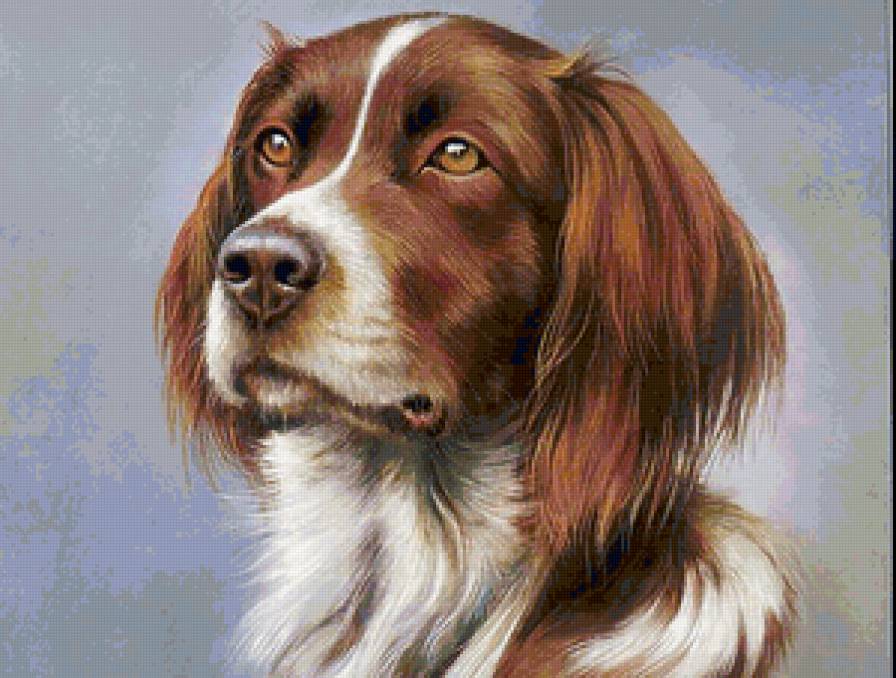 добрый и преданный - собака - предпросмотр