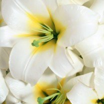 Схема вышивки «№84588»