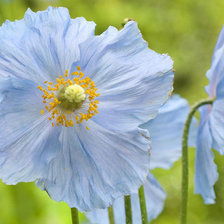 голубые цветочки