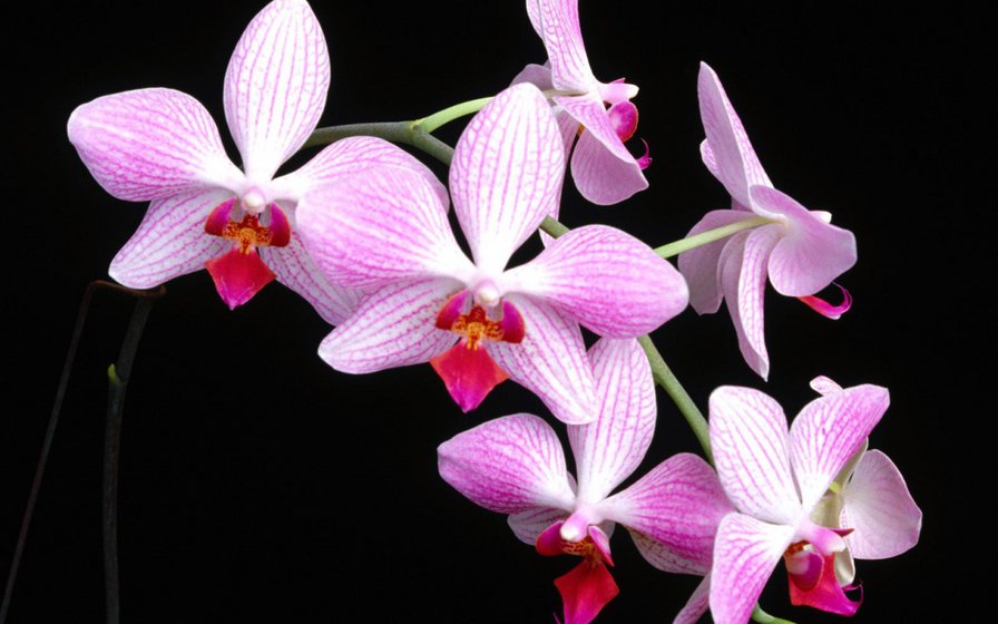 Орхидея на черном - цветы - оригинал