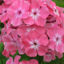 Цветочная подушка