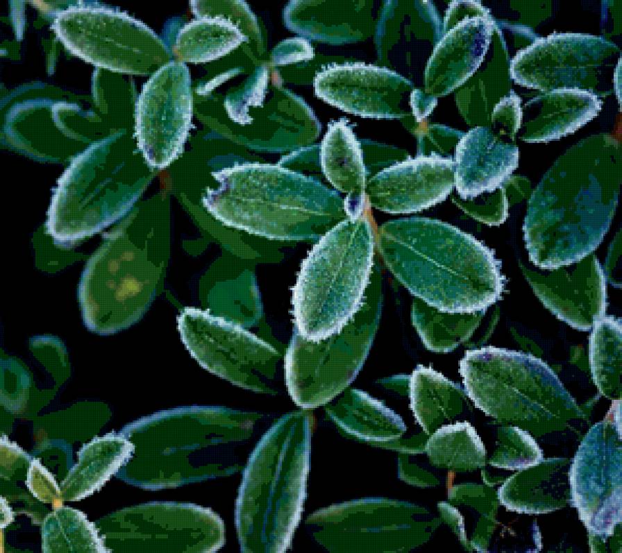 Иней - зарисовки, природа - предпросмотр