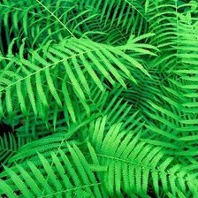 Схема вышивки «Резные листья»