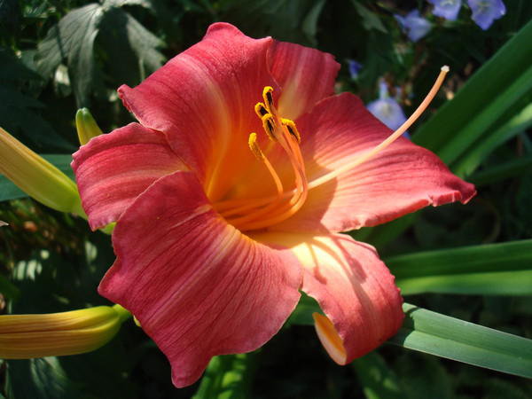 Лилия - природа, подушка, цветы - оригинал