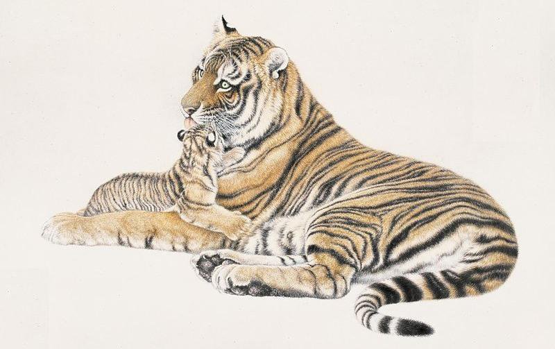 Тигры. Мама с малышом - тигр, кошки, дикие хищные кошки, гохуа, малыш, животные - оригинал