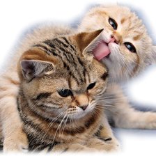 Схема вышивки «котята»