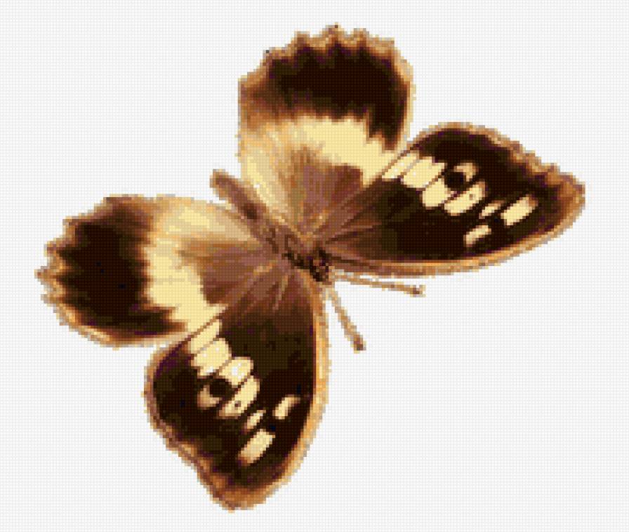 бабочка - бабочки - предпросмотр