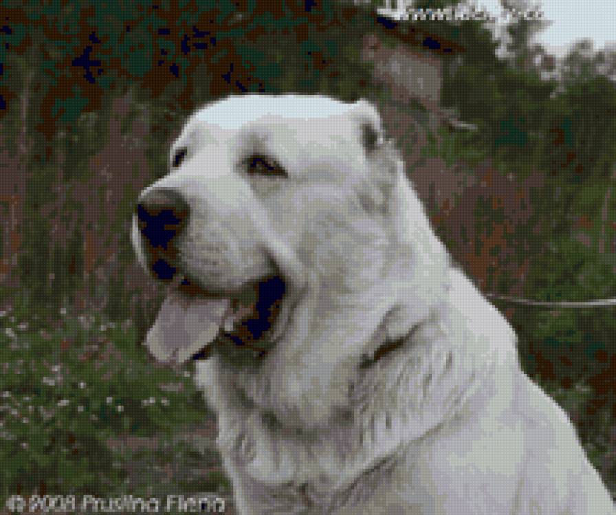 друг - предпросмотр