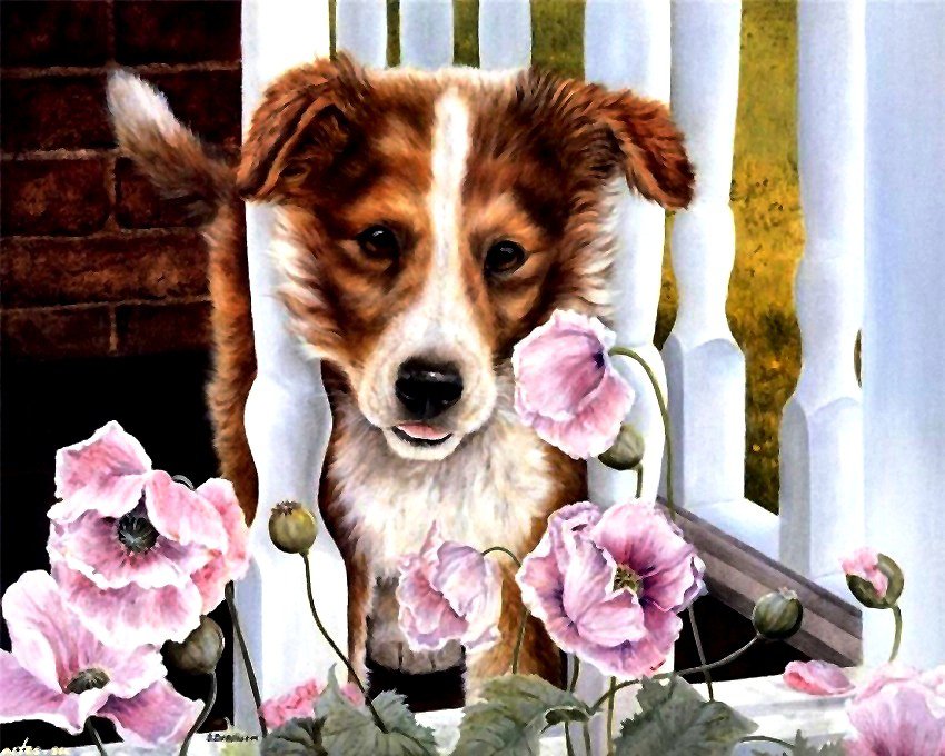 на балконе - собака, балкон - оригинал