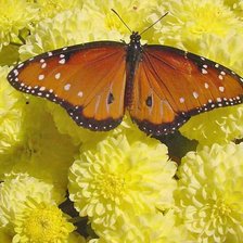 Схема вышивки «№86091»