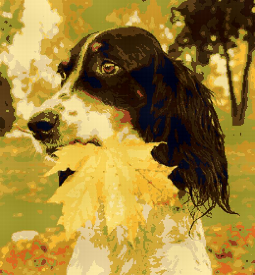Спаниель - собака, животные, осень - предпросмотр