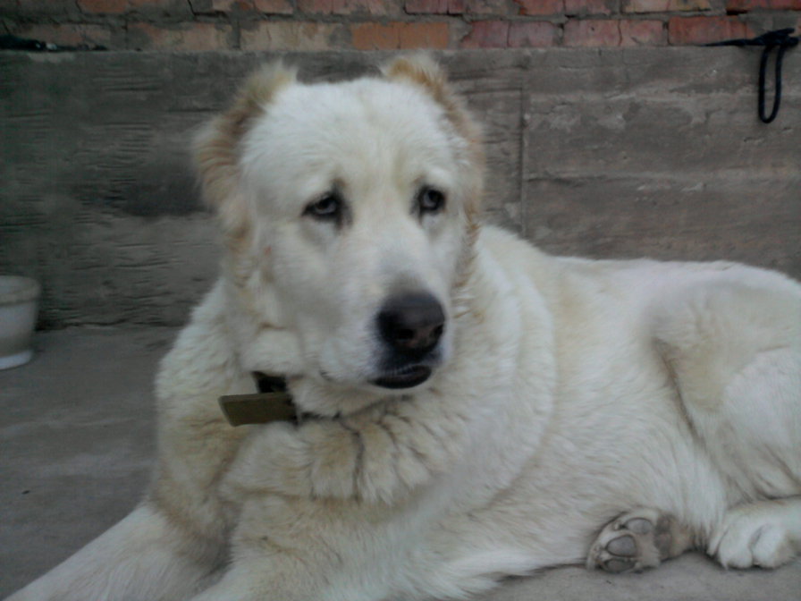 моя любимая собачка - оригинал