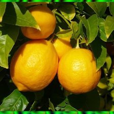 Схема вышивки «№86541»