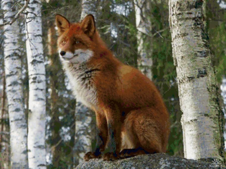рыжая лиса - лиса - предпросмотр