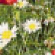 Предпросмотр схемы вышивки «маки» (№86621)
