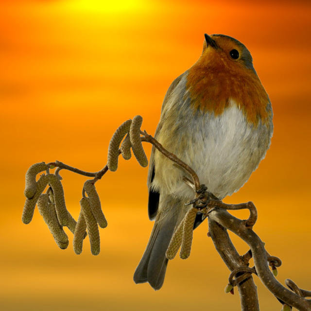 Зарянка - птицы, природа, животные, рассвет - оригинал