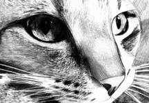 Схема вышивки «кот»