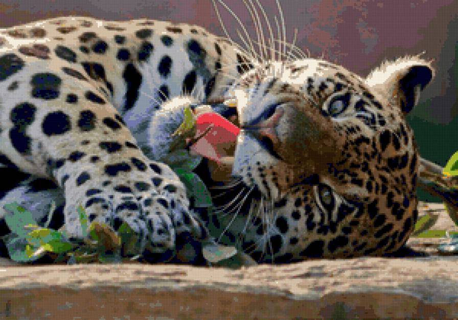 Тигренок - тигр, охотник - предпросмотр