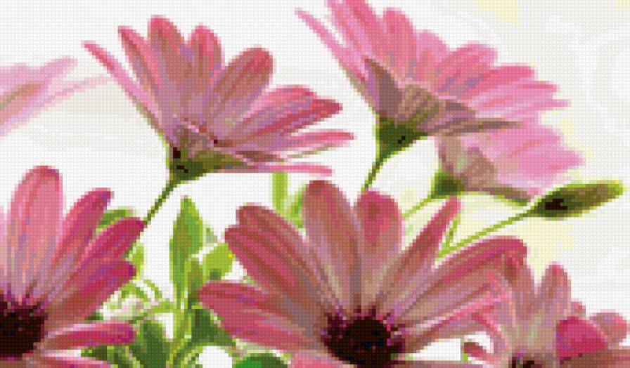 Нежно-розовые ромашки - предпросмотр