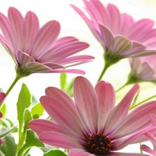 Схема вышивки «Нежно-розовые ромашки»