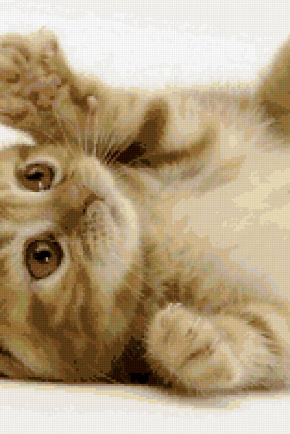 котик - предпросмотр