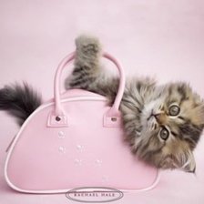 Схема вышивки «котик»