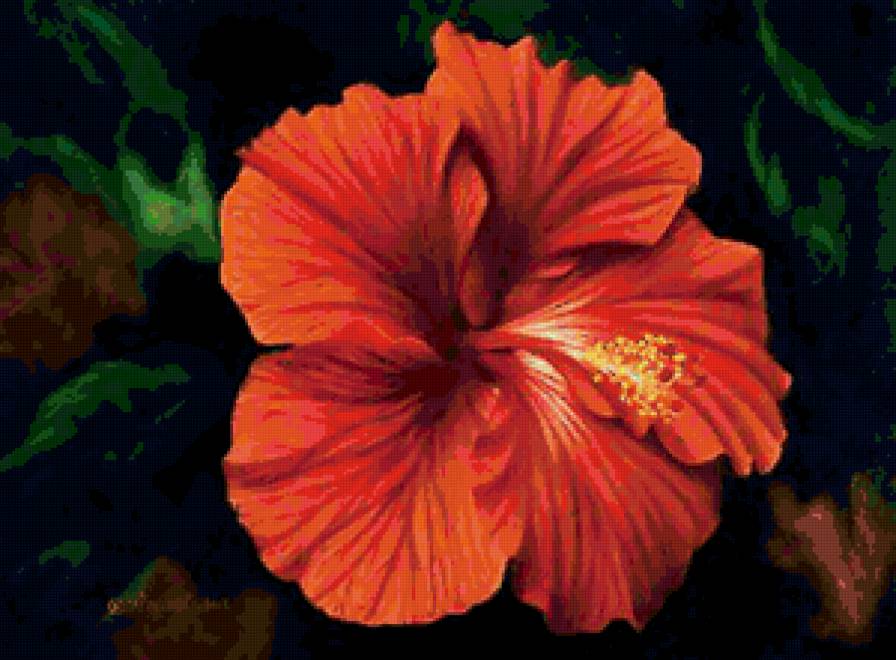 Гибискус - природа, цветы - предпросмотр