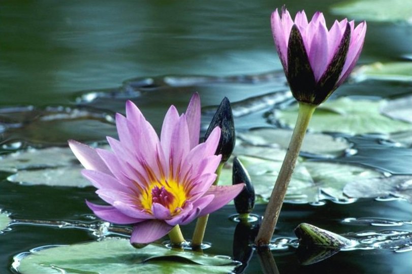 Сиреневые лотосы - природа, вода, цветы - оригинал