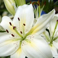 Схема вышивки «цветы»