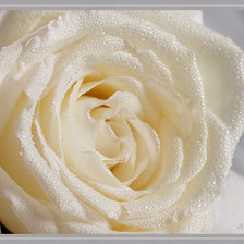 Оригинал схемы вышивки «белая роза» (№87342)
