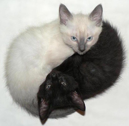 инь и янь) - белое, котята, черное, двое - оригинал