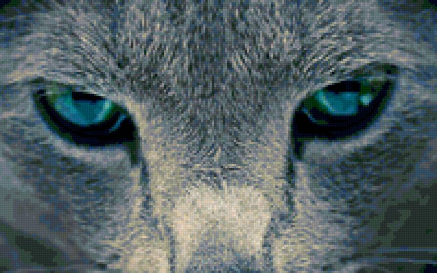 кошачий взгляд - глаза, кошка, взгляд - предпросмотр