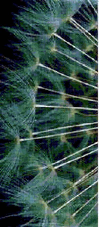 Одуванчик. левая часть - бутон, триптих, цветы, одуванчик - предпросмотр