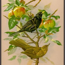 Оригинал схемы вышивки «птицы на яблоне» (№87583)