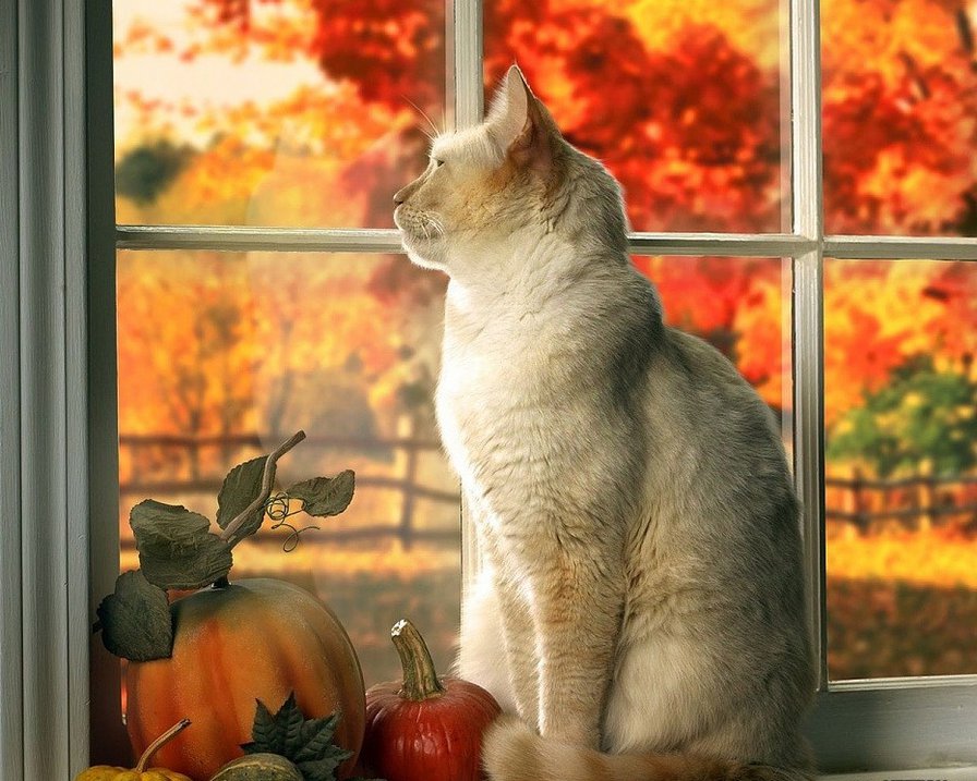 Осень за окном - осень, кошка, животные, окно, природа - оригинал