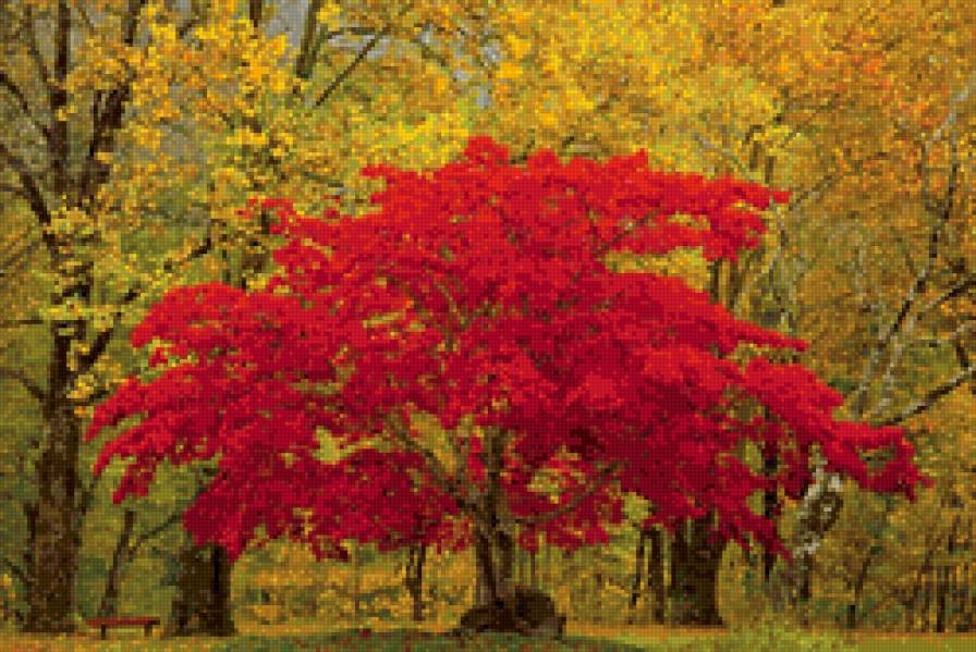 Красная осень - природа, осень, дерево - предпросмотр