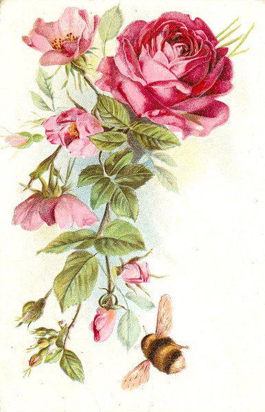 №87623 - роза, цветы - оригинал