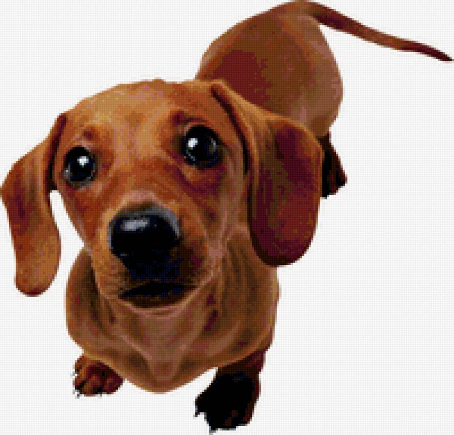 такса - животные, собака, такса - предпросмотр