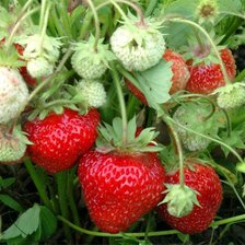 Схема вышивки «№87704»