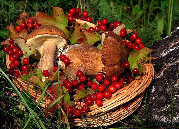 Дары осени - ягоды, красота, грибы, осень - оригинал
