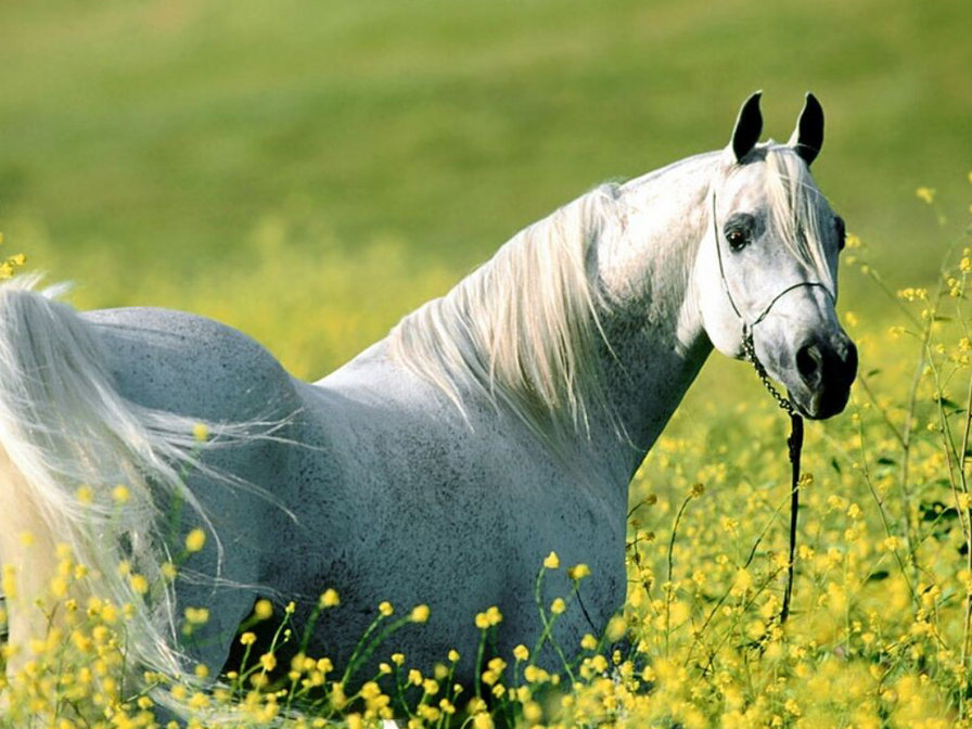 №87783 - оригинал