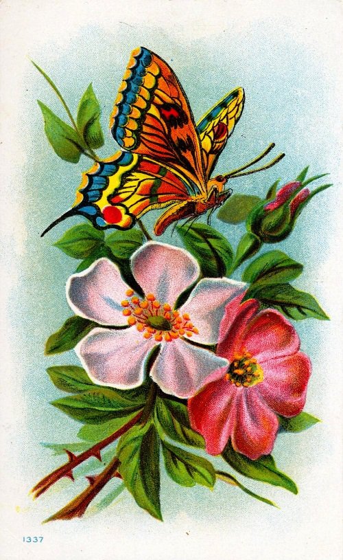 Бабочка и цветы - шиповник, цветы, розы, бабочка, природа, цветы и бабочки - оригинал