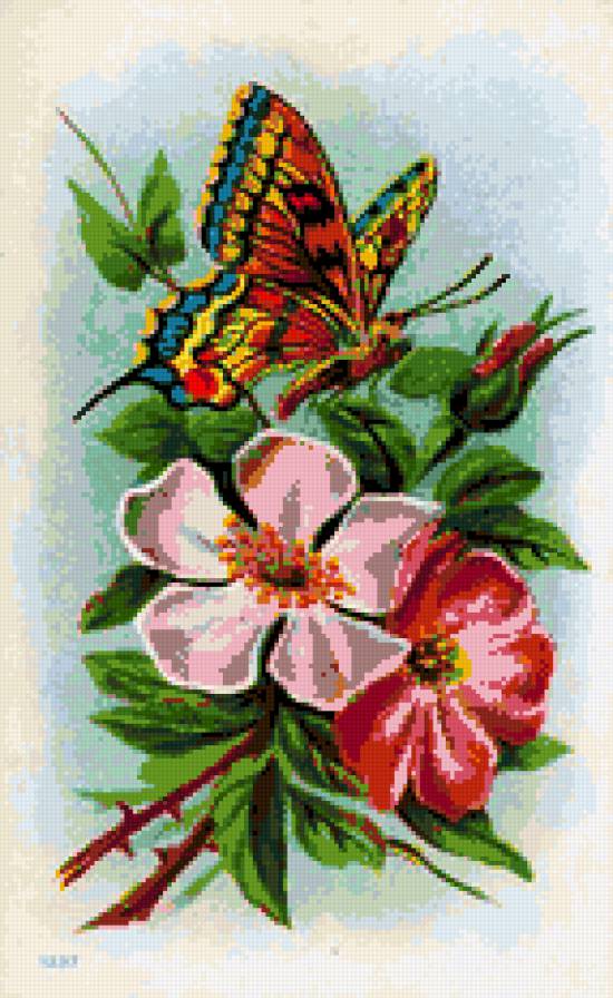 Бабочка и цветы - розы, цветы, цветы и бабочки, бабочка, природа, шиповник - предпросмотр