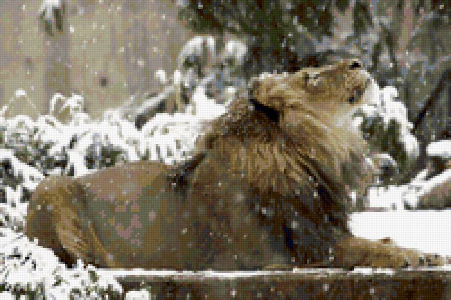 лев на снегу - лев, снег, зима - предпросмотр