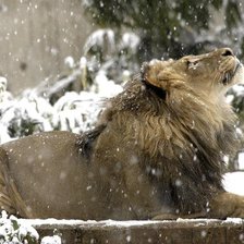 лев на снегу